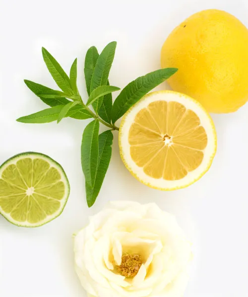 Ginkgo Biloba Hand Wash