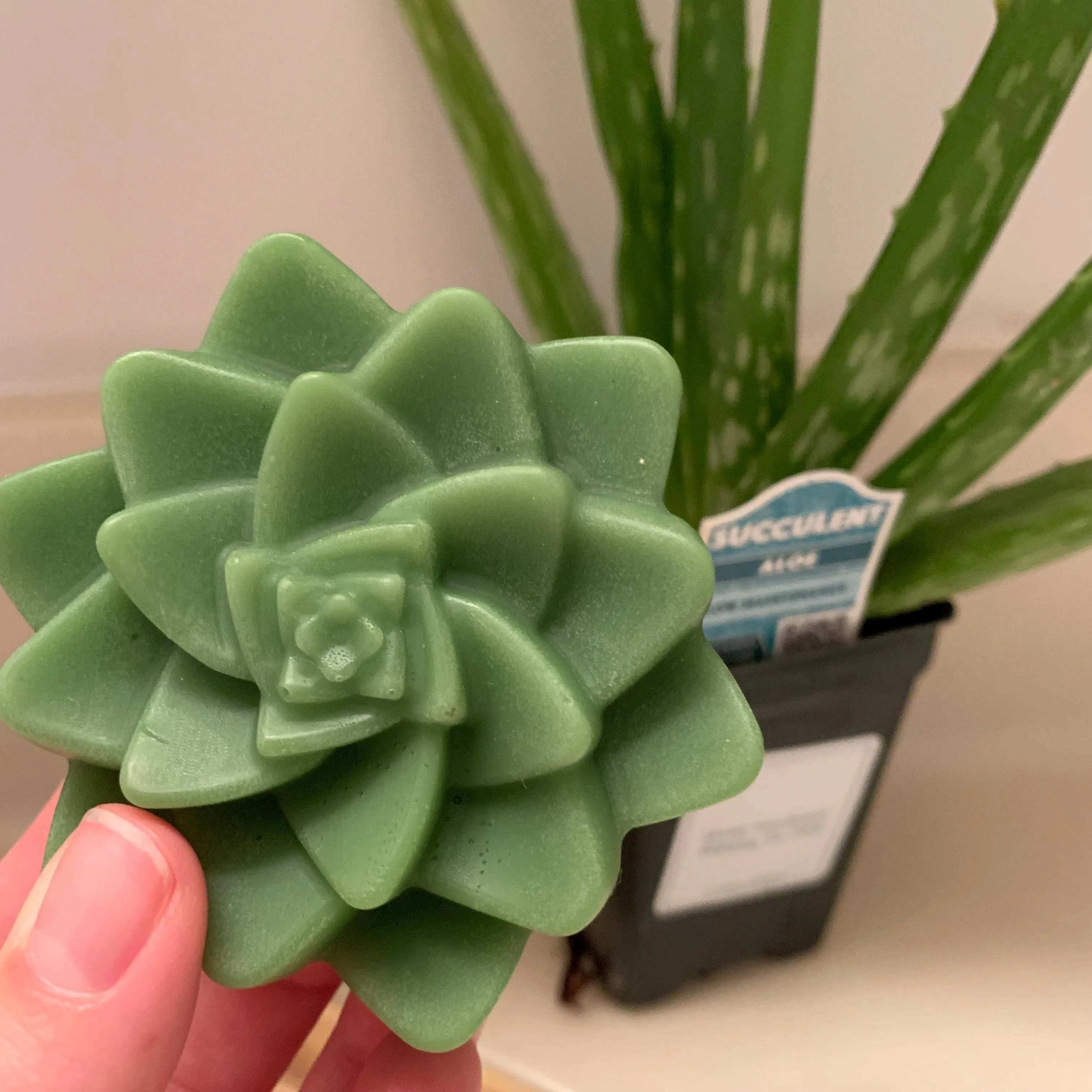 Succulent Shaped Aloe Soap