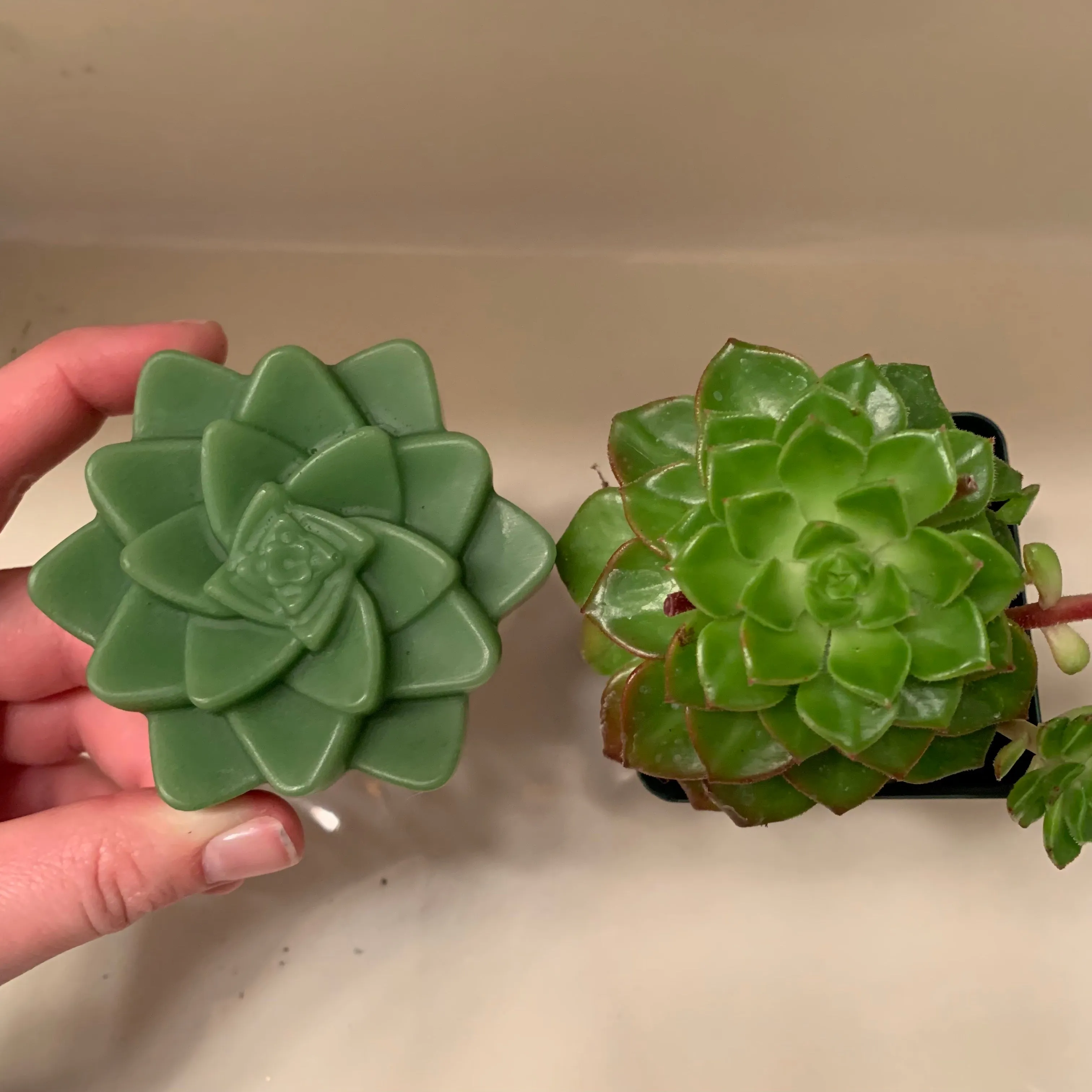 Succulent Shaped Aloe Soap